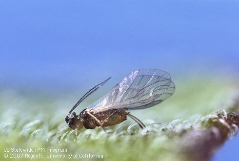 Adult green peach aphid.