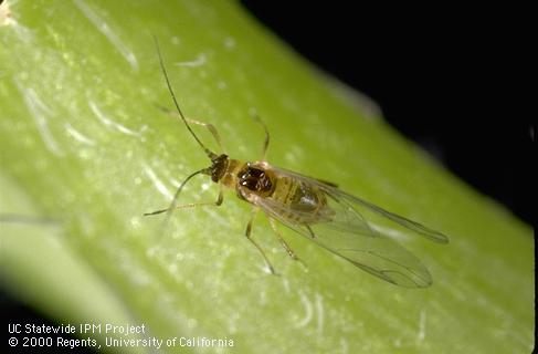 Adult green peach aphid.