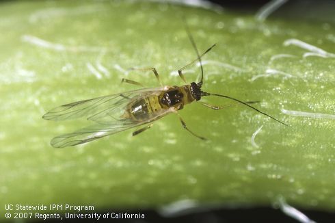 Green peach aphid, <i>Myzus persicae</i>, winged adult.