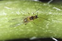 A close of up of an elongated oval-shaped winged aphid. The body has a dark patch on the abdomen but otherwise is green. The antenna are as long as the body.