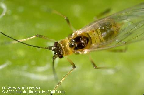 Winged adult green peach aphid,<i>Myzus persicae</i>, showing the converging tubercles at the base of antennae.