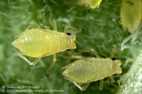 Adult green peach aphid.