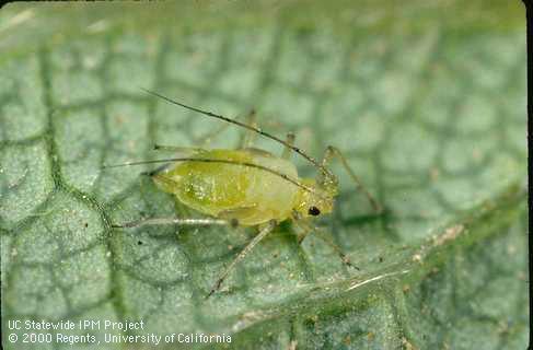 Green peach aphid adult with wingpads.