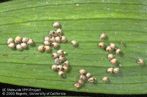 Green peach aphids, <i>Myzus persicae</i>, mummified and killed by a parasitic wasp, <i>Aphidius matricariae</i>.