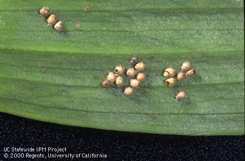 Green peach aphids, <i>Myzus persicae,</i> mummified and killed by a parasitic wasp, <i>Aphidius matricariae.</i>.