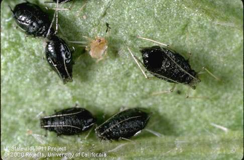 Green peach aphid.