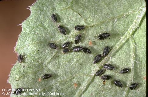 Mummies of green peach aphids parasitized by Aphelinus sp.