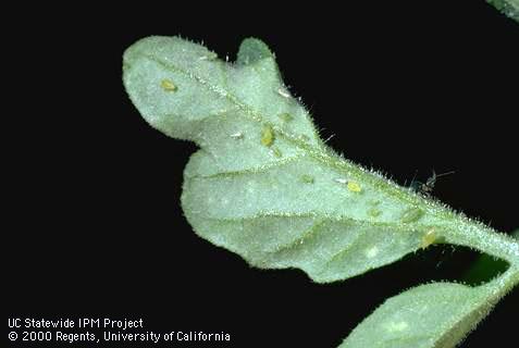 Colony of green each aphid.