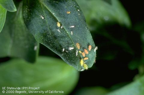 Colony of green peach aphids.