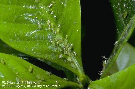 Green peach aphids, <i> Myzus persicae</i>, and their cast skins.