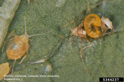 Mature, last instar Diaeretiella rapae (right) dissected out of an aphid mummy.