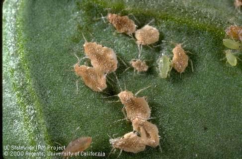 Fungus disease of green peach aphid.