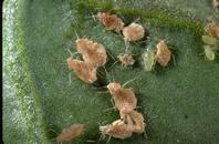 Fungus infected aphids