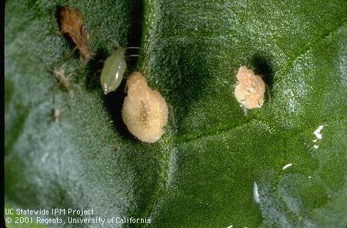 Green peach aphid killed by fungal disease.