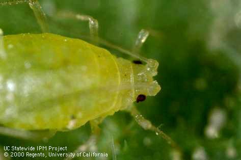 Closeup of a green peach aphid, <i>Myzus persicae</i>, showing the converging tubercles at the base of the antennae.