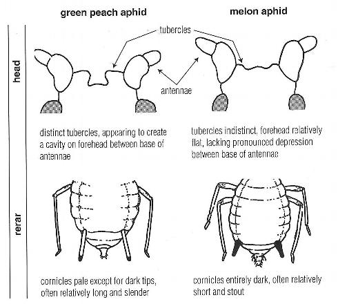 Distinguish green peach aphid, <i>Aphis gossypii</i> left, from cotton or melon aphid, <i>Myzus persicae</i>, by examining their antennal tubercles (projections on the forehead between the base of antennae) and cornicles (pairs of tubes projecting from on top the rear of the abdomen).