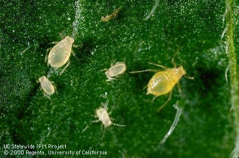 Nymph of green peach aphid.