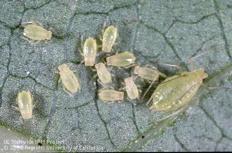 Green peach aphid colony.