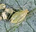 Green peach aphid