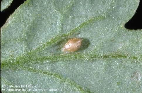 Parasite of green peach aphid.