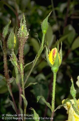 Colony of rose aphids.