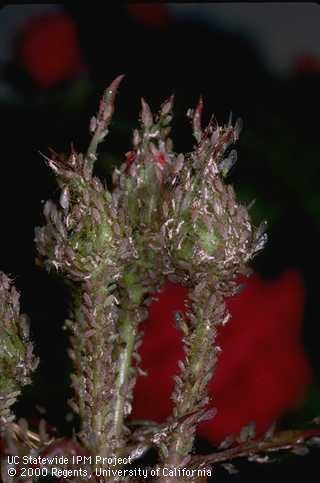 Rose buds heavily infested with rose aphids.