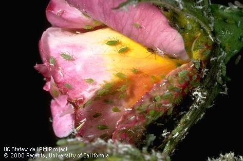 Colony of rose aphids.