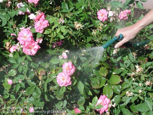 Karey Windbiel-Rojas hoses aphids off of roses.