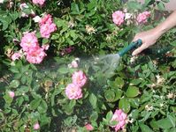 forceful spray knocks off pests