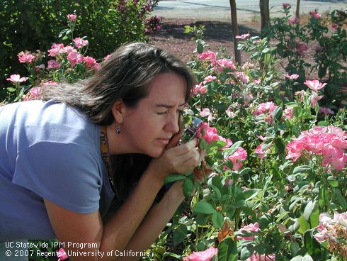 Karey Windbiel-Rojas monitors for aphids with hand lens.