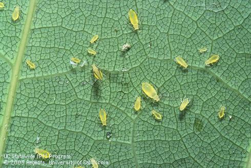 Green aphids, <I>Myzocallis walshii.</I>  .