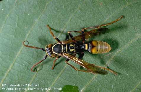 Adult yellow-legged paper wasp.