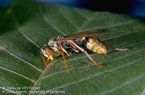 Adult yellow-legged paper wasp.