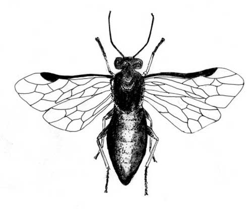 Adult raspberry horntail, <i>Hartigia cressoni</i>, illustration.