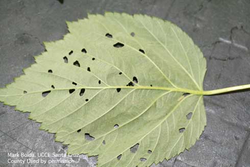 Feeding damage (leaf holes) from larvae of raspberry sawfly, <i>Monophadnoides geniculatus</i>, chewing on a raspberry leaf.