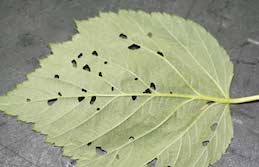 Chewing damage of raspberry sawfly larvae.