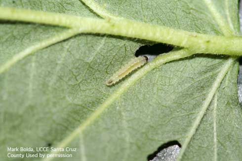 Larva and chewing damage (leaf holes) of raspberry sawfly, <i>Monophadnoides geniculatus</i>.