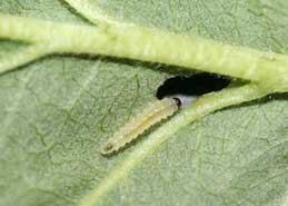 Larva of raspberry sawfly.