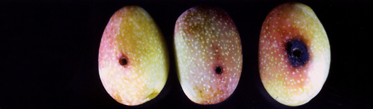 Exit holes of pistachio seed chalcid.