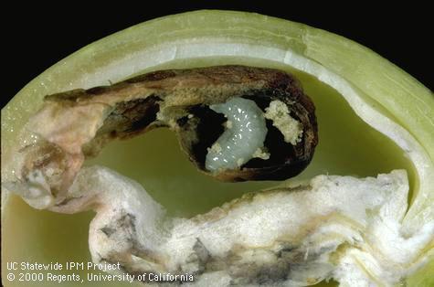 Larva of pistachio seed chalcid.