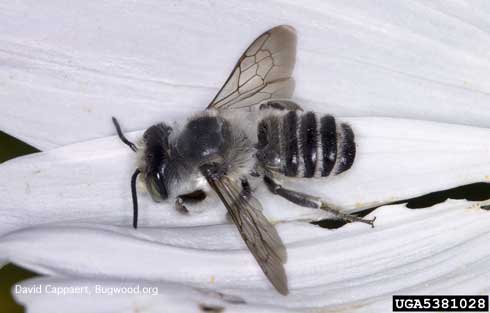 Adult leafcutter bee, <i> Megachile</i> sp., on petals.