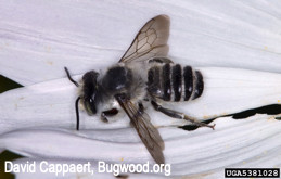 Adult leafcutting bee, <i>Megachile</i> species.