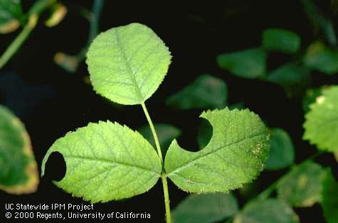 Rose leaflets with circular or half-moon-shaped holes where a female leafcutting bee, <i>Megachile</i> sp., removed plant tissue to construct cells in which she lays eggs.