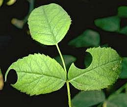 Leaflets with circular portions chewed off and carried away by a female leafcutting bee.