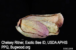 Brood cell of leafcutting bee formed of petals.