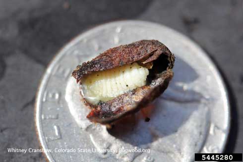 Prepupa (mature larva) of a leafcutting bee, <i>Megachile</i> sp., exposed in its cocoon and placed on a quarter to provide a size scale.