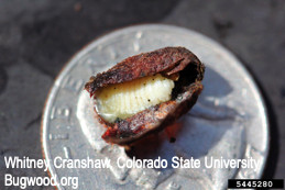 Exposed pupa of leafcutting bee.