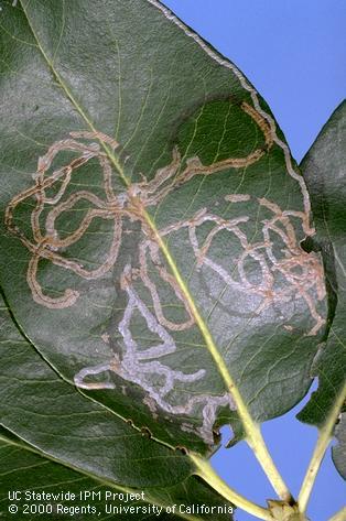 Mines made by larvae of the madrone and manzanita leafminer, <i>Marmara arbutiella</i>.