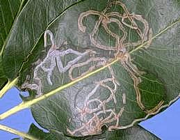 Trails caused by the madrone leaf