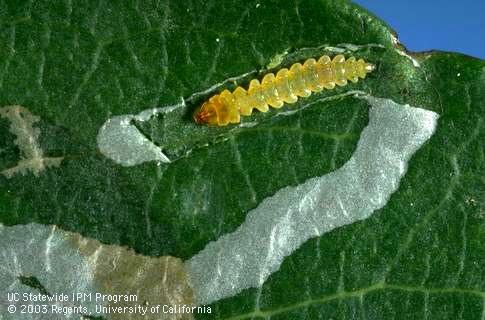 Larva of a leafminer, <I>Marmara arbutiella,</I> exposed inside a leaf mine.